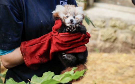 İskoçya'da Kırmızı Panda Yavrusunun Ölümü