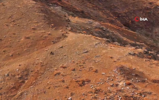 Elazığ'da Yaban Domuzu Sürüsü Görüntülendi