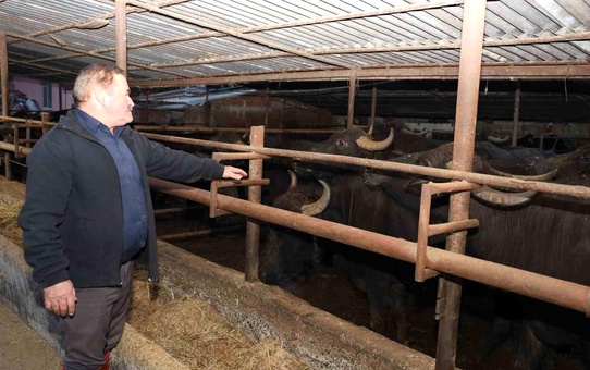 Samsun'da Manda Sayısı Düşüyor
