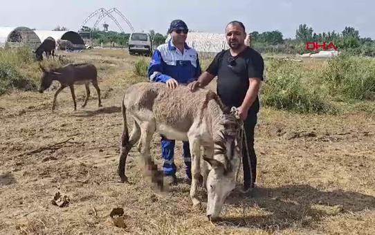 Terk Edilen Eşek Dost İyileşerek Hayata Döndü