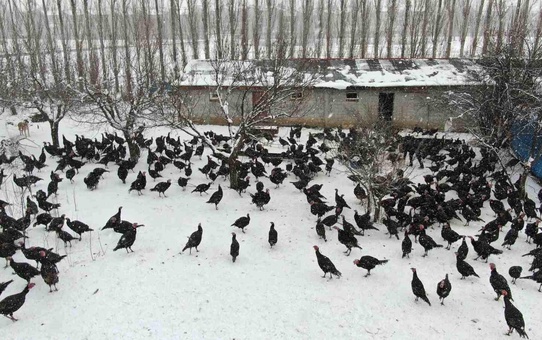 Sivas'ta Hindiler İnternette Satılıyor