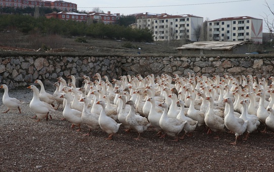 Tokat'ta Kaz Yetiştiriciliği Başarısı