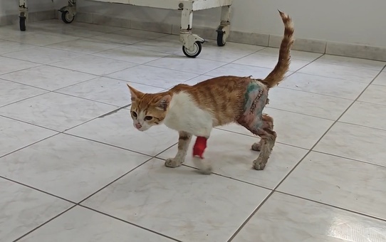 Depremzede Kadın Yaralı Kediye Sahip Çıkarak 'Paşa' Adını Verdi