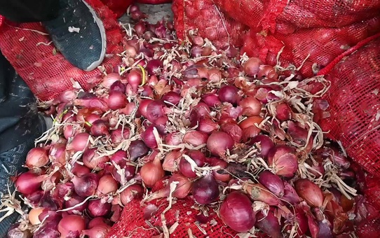 Çorum'da Çiftçinin Satamayıp Depoya Kaldırdığı Soğan Çürümeye Başladı
