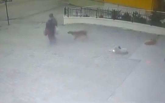 Başlı başına bir tehlike: Başına başıboş köpek saldırısına uğrayan 73 yaşındaki kadın hastaneye kaldırıldı