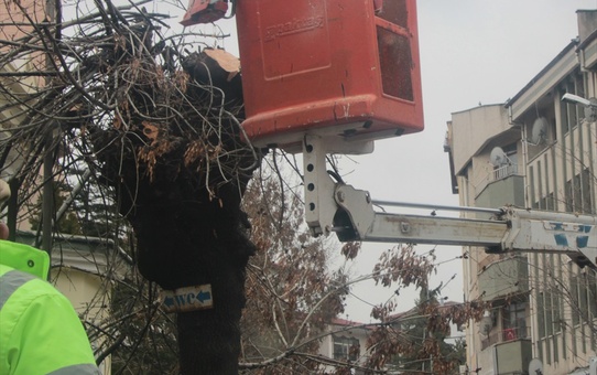 Beypazarı'nda Ağaç Budama Çalışmaları