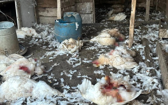 Sahipsiz Köpekler 35 Hayvanı Telef Etti
