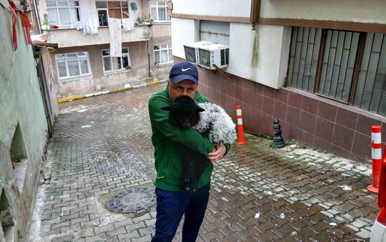 Giresun'un Maskotu: Kuzu Hikmet