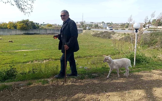Koruma Kuzu Sahipinin Peşini Bırakmıyor