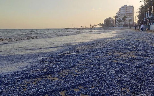 Fırtına sonrası şaşırtan manzara: Turistik plaj denizanası istilasına uğradı