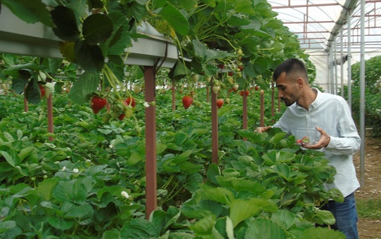 İslahiye'de Topraksız Çilek Üretimi