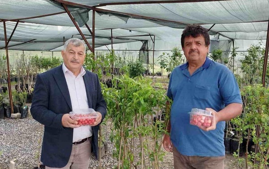 Gazipaşa'da İlk Kiraz Hasadı Başladı