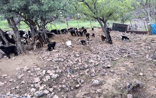 Savur'daki Besici Ek Süre Talep Ediyor