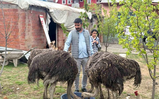 Tuzluca'nın Deve Kuşu Sevdası