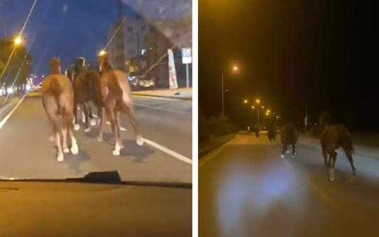 Bir dönem Türkiye'nin en zengin iş insanıydı! Çiftliğindeki yarış atları kaçtı