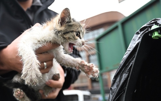 Kedi Yavrusuna Taksici Sahip Çıktı