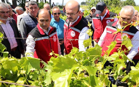 Manisa'da zirai donun yaraları sarılıyor