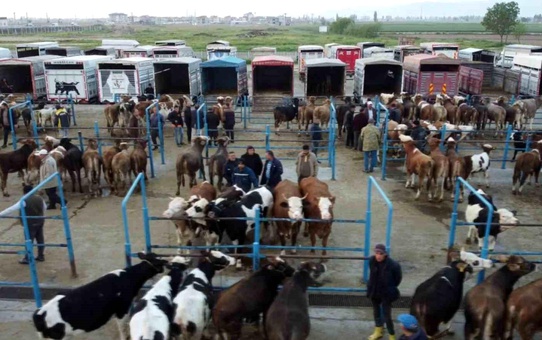 Afyonkarahisar'da Kurbanlık Fiyatları Artıyor