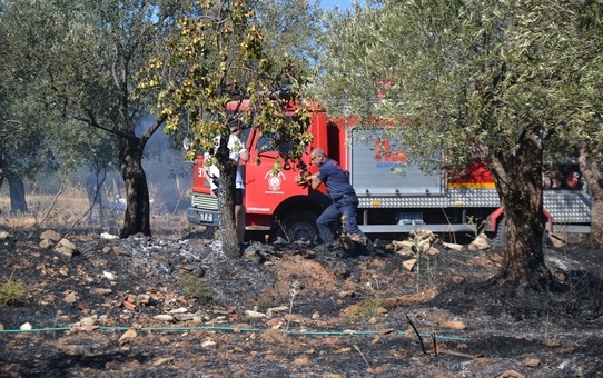 Ayvalık'ta Zeytinlik Yangını Söndürüldü