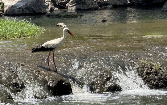 Leylekler Kocabaş Çayı'nda Besleniyor