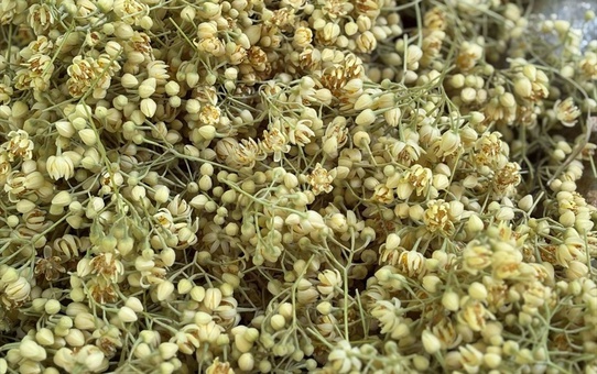 Manyas'ta Ihlamur Hasadı Başladı
