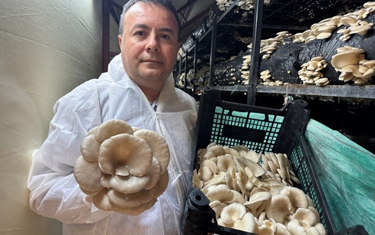 Mutfak Masraflarını Mantarla Karşılıyor
