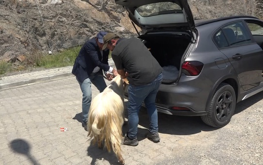 Kurbanlık Otomobilin Bagajında