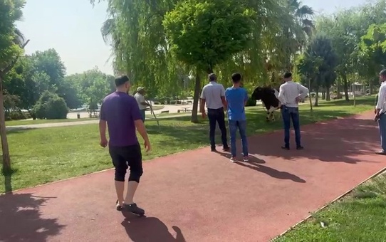 Kurban Boğası Kasaba Saldırdı