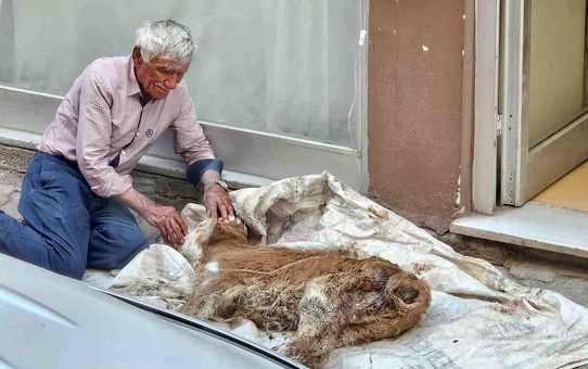 Buzağıya Şefkatli Bakış