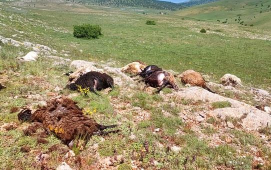 Gümüşhane'de Yıldırım 18 Hayvanı Öldürdü