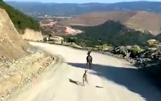 Kastamonu'da Kırık Ayağıyla Yavru Ceylan Tedavi Ediliyor