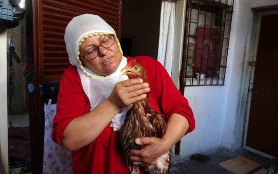 Kadının Tavuk Aşkı: Gözde İçin Veteriner Arayışı