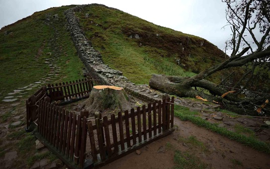 İkonik Sycamore Gap Ağacını Kesenlere Cezalar Verildi