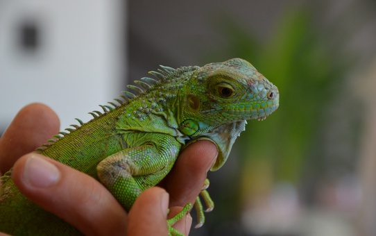 Ofisteki Iguana: İgor'un Hikayesi