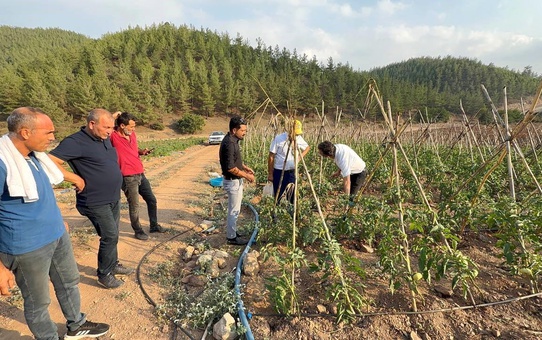 Kozan'da Kooperatifle Domates İhtiyaçları Karşılanıyor