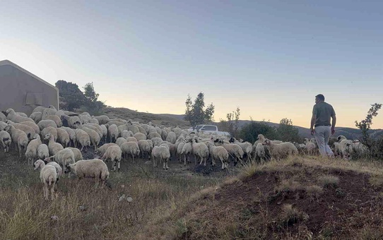 Erzincan'da Ayı ve Kurt Saldırısı: 25 Kuzu Telef, 35 Kayıp!