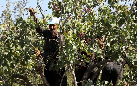 Fıstık Hasadında Rekoltede Büyük Düşüş
