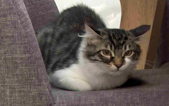 Kayıp Kedi Lili, Hollanda'da Yeni Bir Aileye Kavuştu