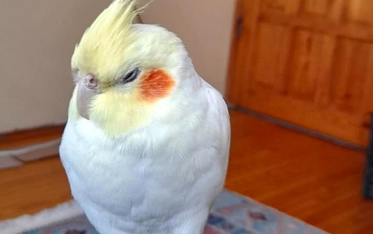 Samsun'da Kaybolan Kuş İçin Ödül İlanı