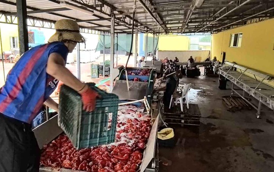 İnegöl'de Kadınların Gücüyle Salça Üretimi ve İhracat Hedefleri