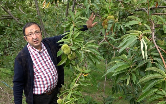 Yeni Kestane Çeşitleri Hasat Edildi
