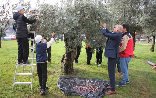 Öğrenciler Zeytin Hasadı Yaptı