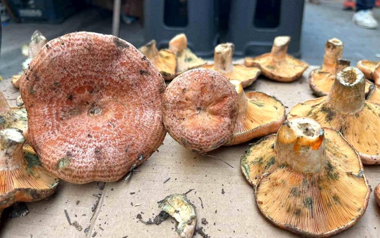 Aydın'da Çıntar Mantarının Fiyatı 500 Lira