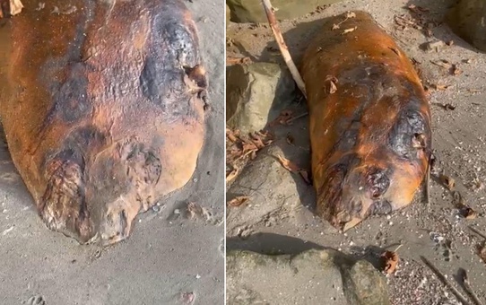Marmara sahiline vuran gizemli canlı! Kimse ne olduğunu anlamadı