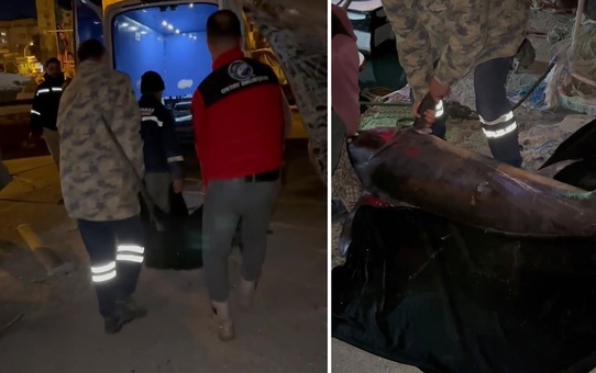 Yakalamak için 2 buçuk saat uğraşıldı, 65 bin TL'ye satıldı