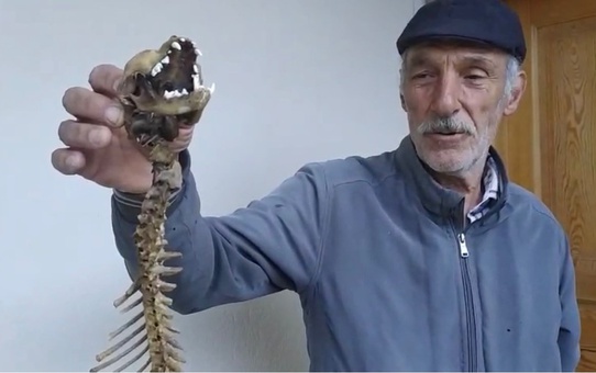 Yusufeli'nde Yırtıcı Dişlere Sahip İskelet Bulundu