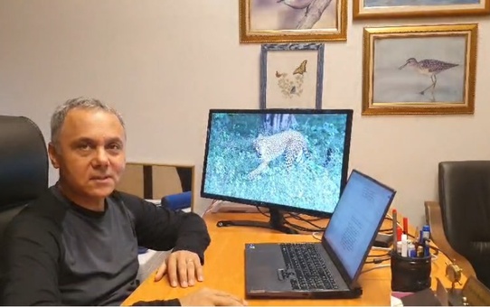 Ağaçtaki Anadolu Parsı değilmiş! Gerçek sonradan ortaya çıktı