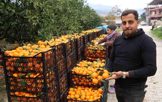 Tarla fiyatı 2 liraya kadar düştü, üretici isyan etti