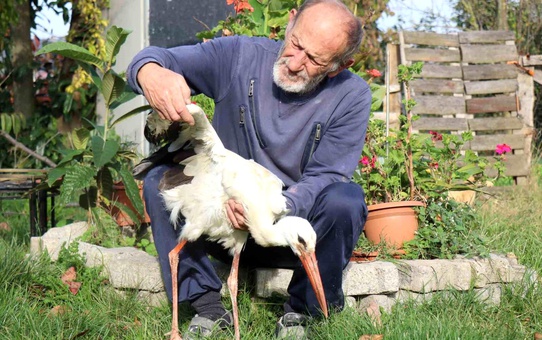 Leylek 'Ateş' Mahallede Yaşıyor