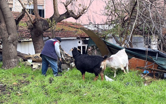 Keçilerle Yürüyüş, Çocukların Neşesi